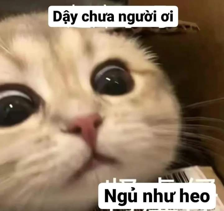 meme khinh bỉ 0025