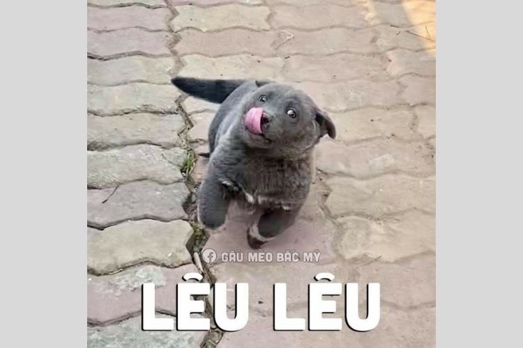 meme lêu lêu theo xu hướng