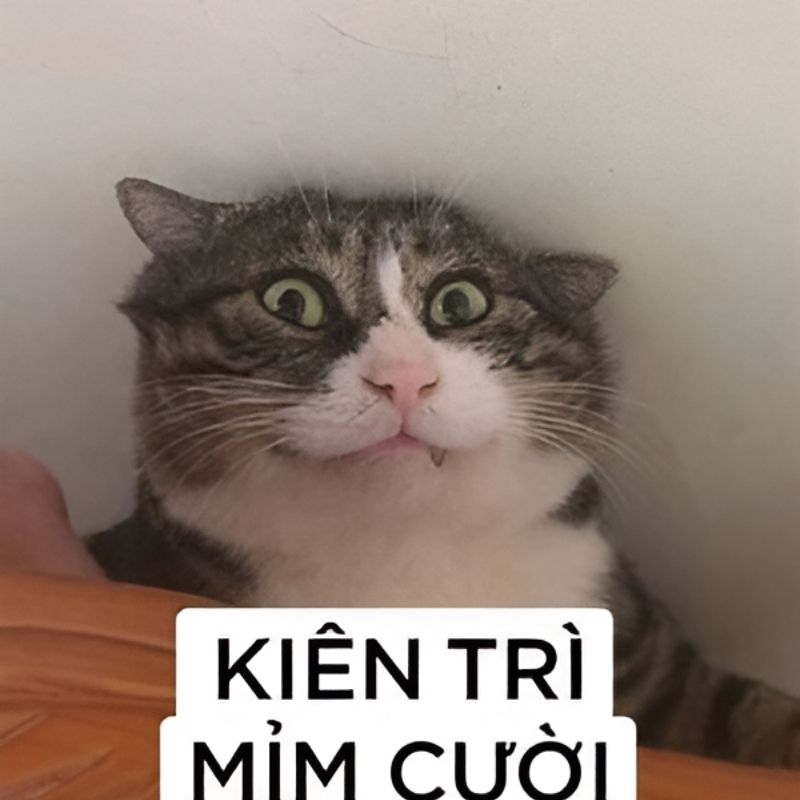 meme mèo bất lực đáng yêu