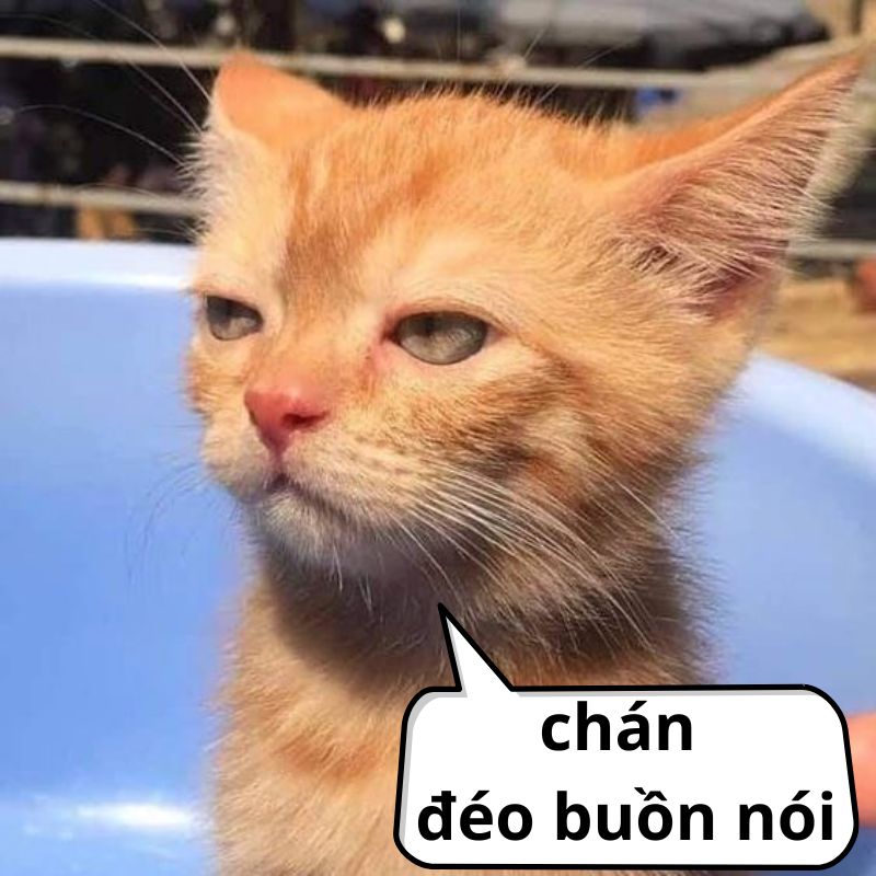 meme mèo bất lực khi chơi game