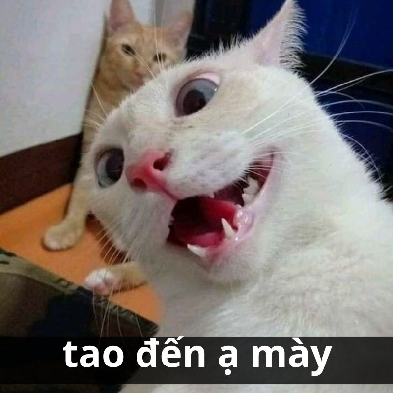 meme mèo bất lực 0027