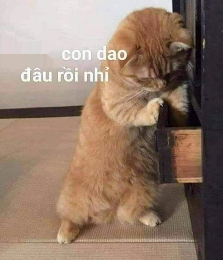 meme mèo cầm dao và sự sáng tạo