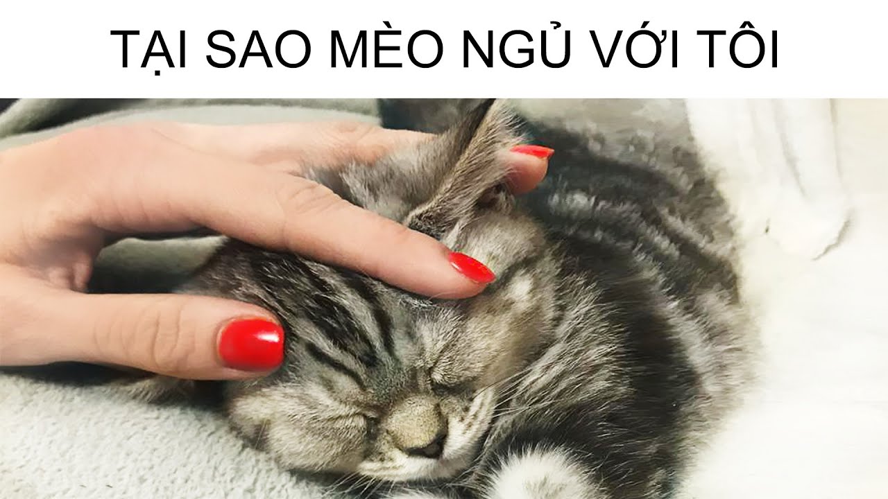 meme mèo ngủ 0027