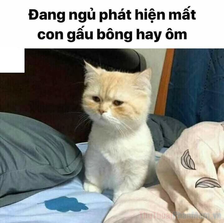 meme mèo ngủ 0030