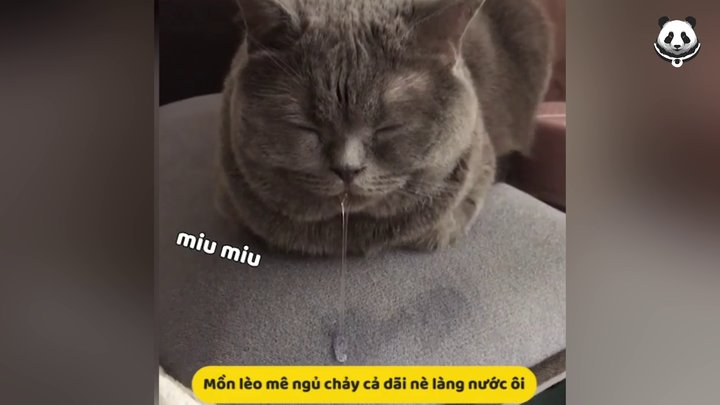 meme mèo ngủ 0049