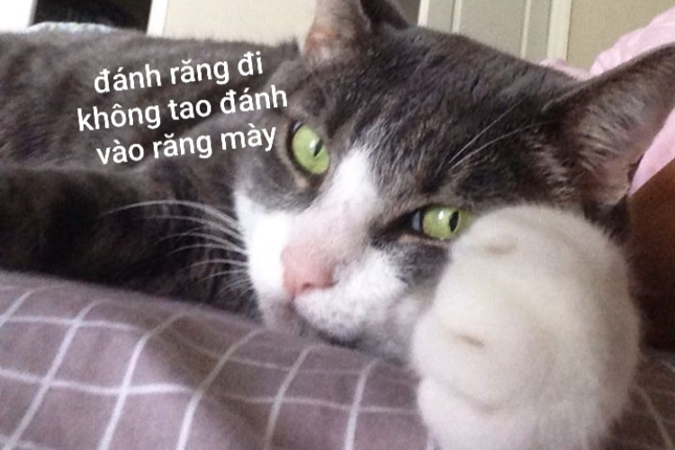 meme ngủ ngon thú vị