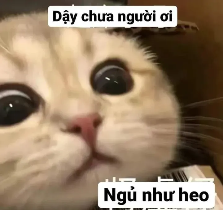 meme ngủ 0030