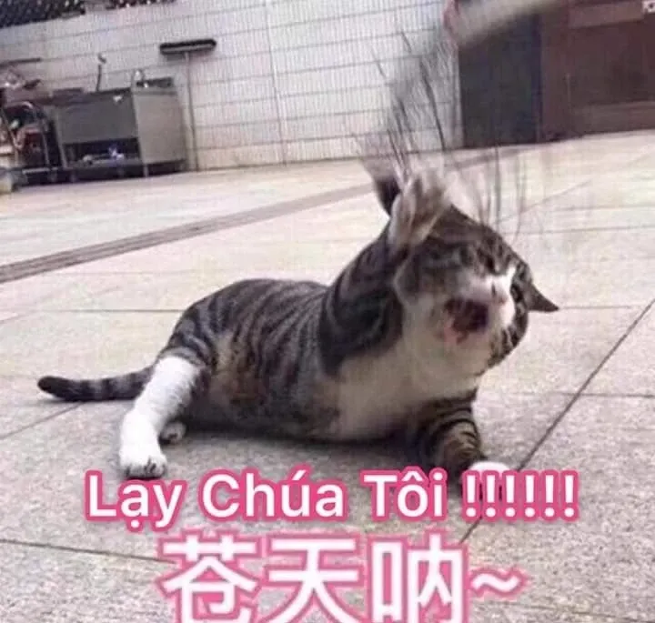 meme quỳ lạy 0026