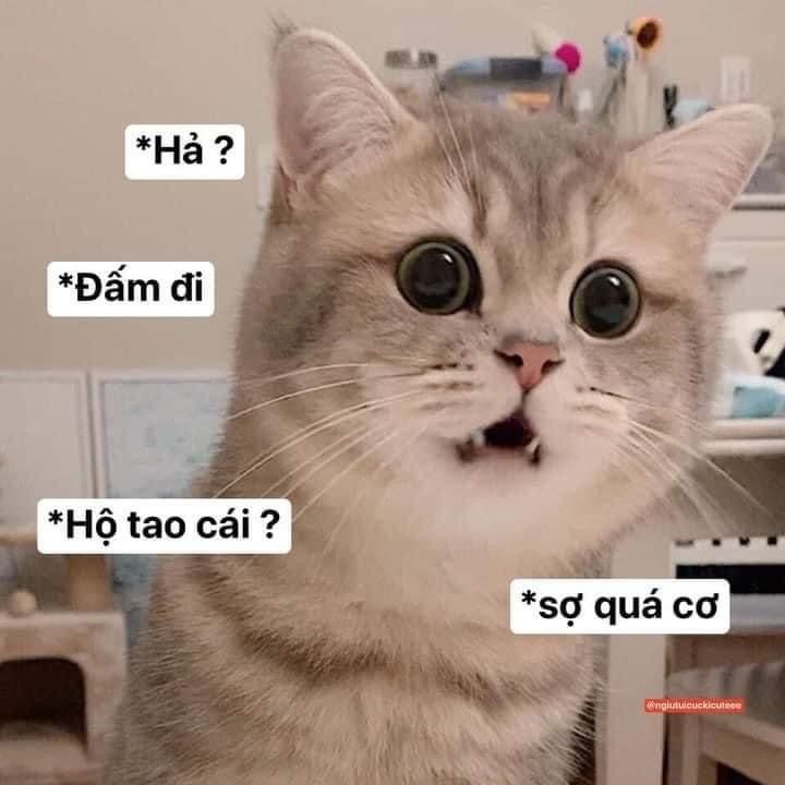 meme sợ quá cực chất