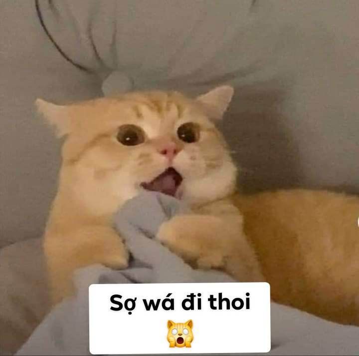 meme sợ quá hình ảnh