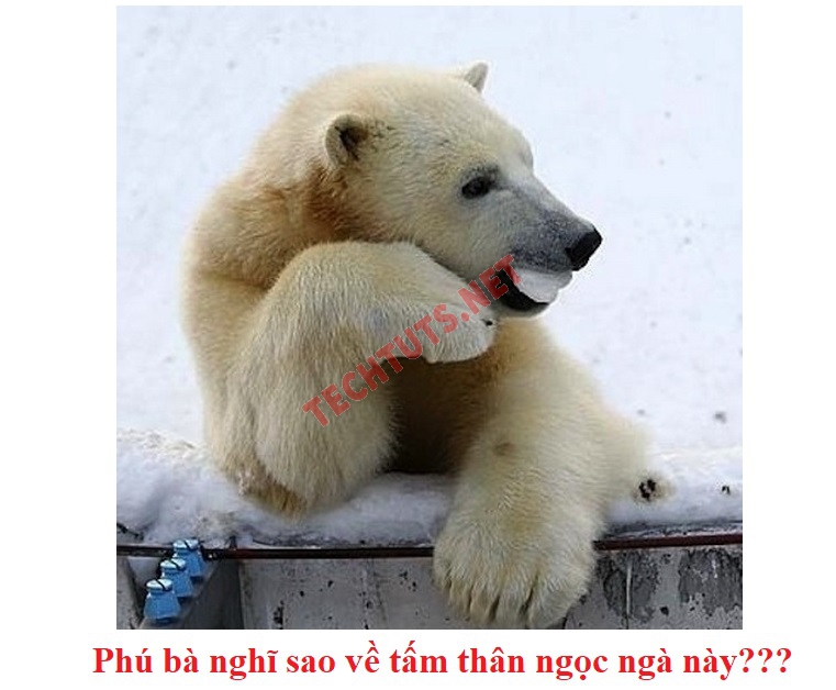 meme vui nhộn phú bà xin hãy bao nuôi tôi