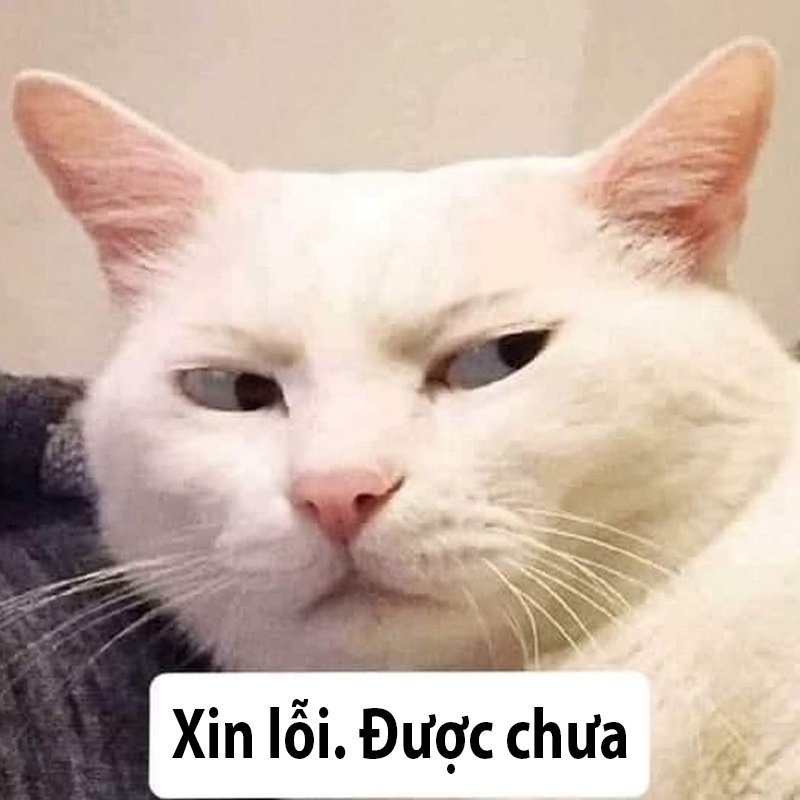 meme xin lỗi được chưa