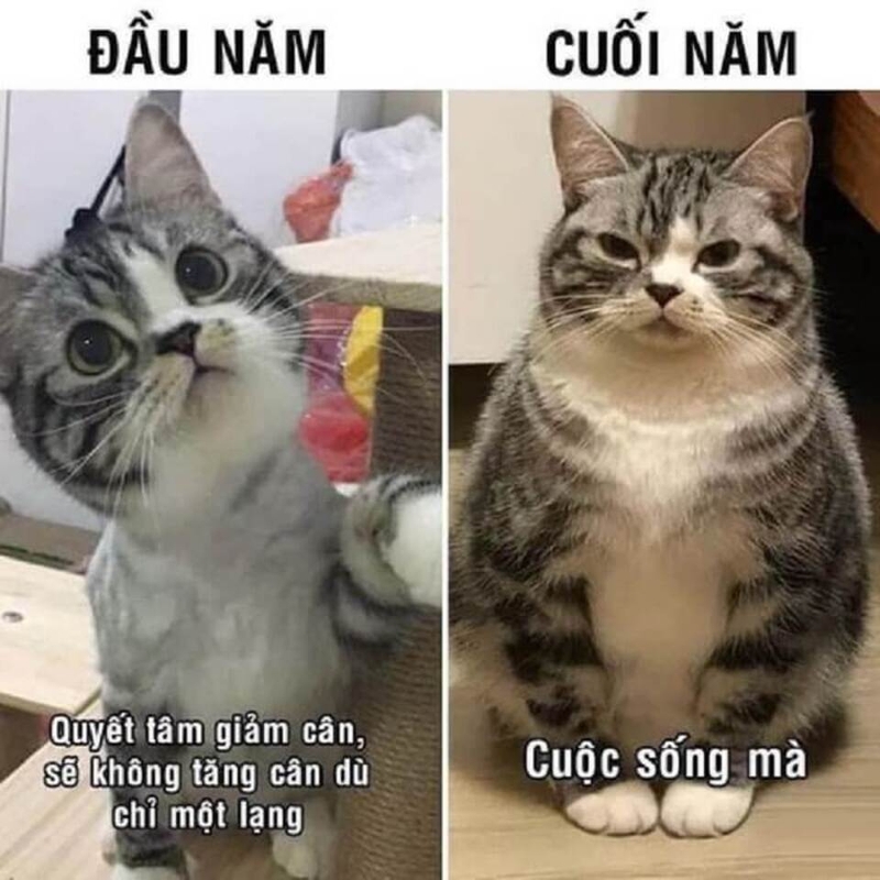 mèo meme tết 0033