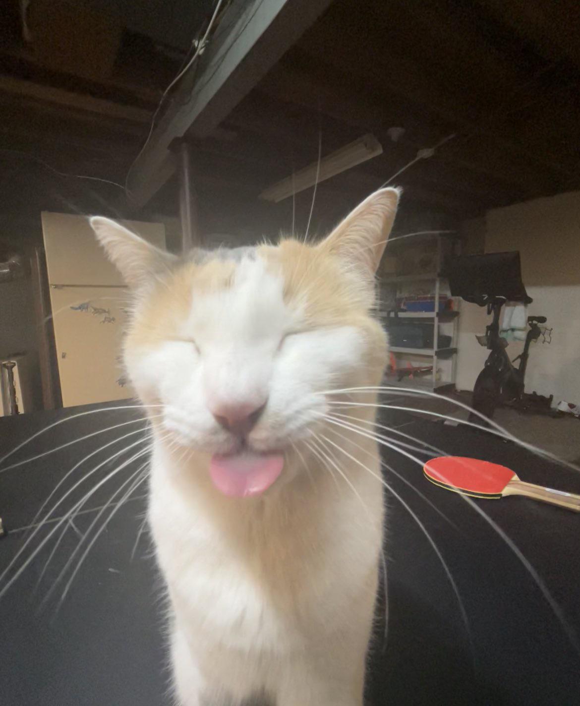 mlem meme 0020