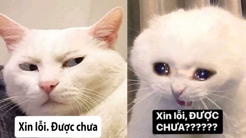 xin lỗi được chưa meme 0023