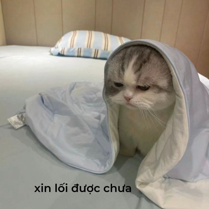 xin lỗi được chưa meme 0025